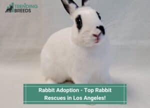 Rabbit-Adoption-Top-Rabbit-Rescues-in-Los-Angeles-template