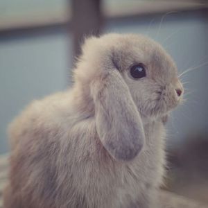 Rabbit-Care-Information