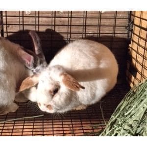 Rabbit-Rescue-Organizations-in-North-Carolina