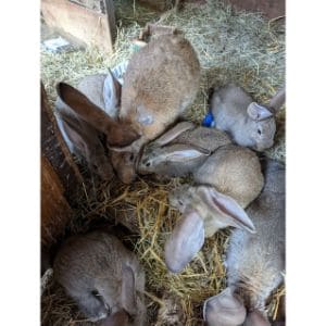 Rabbit-Rescue-and-Rehab