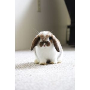 Rabbit-Rescue-and-Rehabilitation
