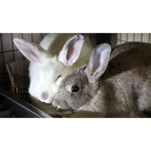 RabbitEARS