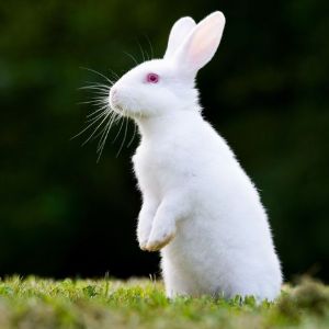 Rabbits-as-Pets