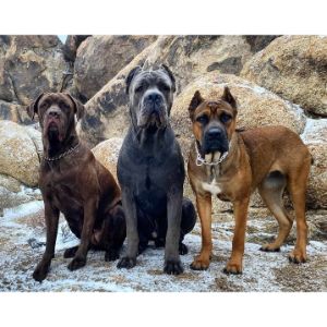 Rare-Cane-Corso-Colors