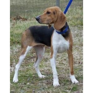 Rhodesian-Ridgeback-Beagle-Mix