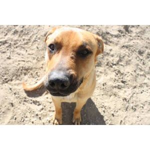 Rhodesian-Ridgeback-Black-Mouth-Cur-Appearance