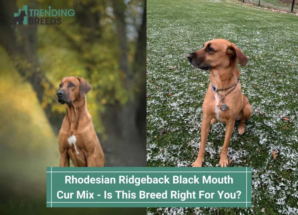 præsentation vandtæt legering Rhodesian Ridgeback Black Mouth Cur Mix – Is This Breed Right For You?  (2023)