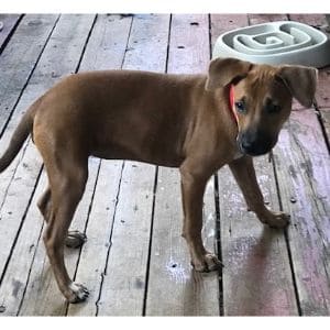 Rhodesian-Ridgeback-Black-Mouth-Cur-Potential-Health-Problems