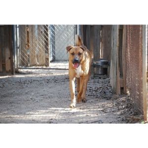 Rhodesian-Ridgeback-Black-Mouth-Cur-Size-and-Weight