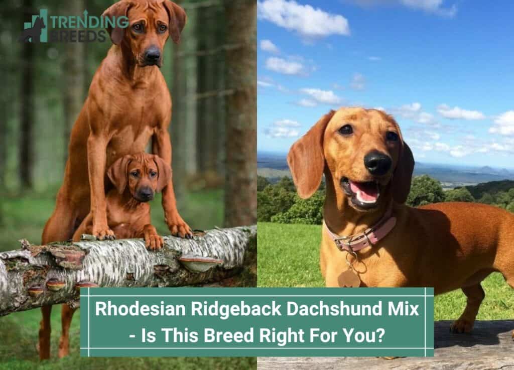 Rhodesian-Ridgeback-Dachshund-Mix-Is-This-Breed-Right-For-You-template