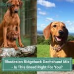 Rhodesian-Ridgeback-Dachshund-Mix-Is-This-Breed-Right-For-You-template