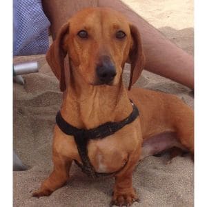 Rhodesian-Ridgeback-Health-Problems-rhode