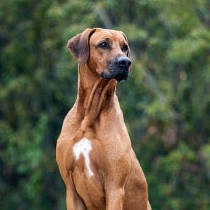 Rhodesian-Ridgeback-History