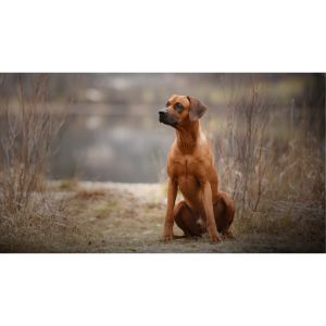 Rhodesian-Ridgeback-Shedding