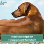 Rhodesian-Ridgeback-Temperament-Information-template