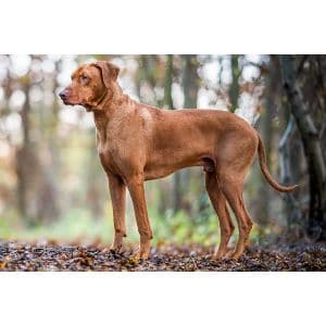 Rhodesian-Ridgeback-health-tests-cost