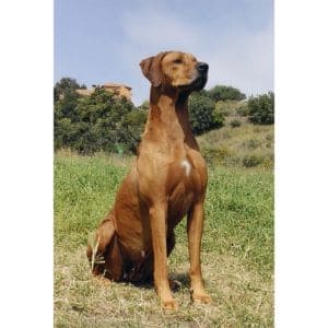 Rhodesian-Ridgeback-origin-history