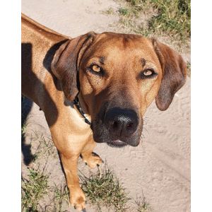 Rhodesian-Ridgeback-personality-temperament