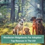 Rhodesian-Ridgebacks-For-Adoption-Top-Rescues-in-The-US-template