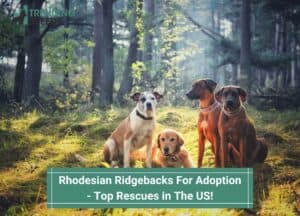 Rhodesian-Ridgebacks-For-Adoption-Top-Rescues-in-The-US-template