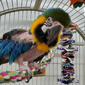 Rickies-Parrot-Rescue-and-Sanctuary
