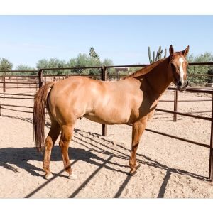 Risen-From-The-Ashes-Horse-Rescue