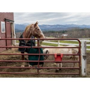Rising-Starr-Horse-Rescue