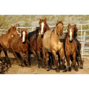Roanchar-Ranch-Draft-Horse-Rescue