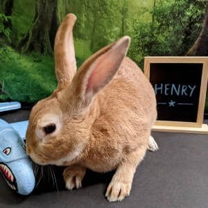 Rocky-Mountain-House-Rabbit-Rescue