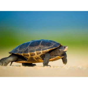 San-Diego-Turtle-and-Tortoise-Society