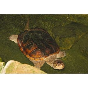 Santucci-Small-Animal-And-Reptile-Rescue