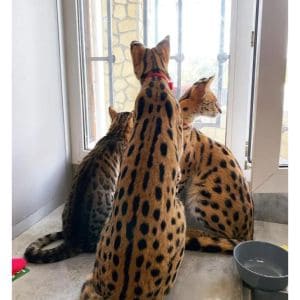 Savannah-Cat-Rescue