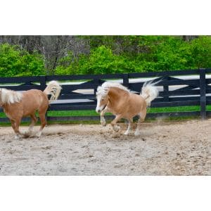 Saving-Grace-Miniature-Horse-Rescue