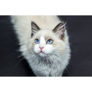 Seattle-Persian-and-Himalayan-Rescue