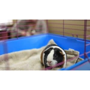 Second-Chance-Cavy-Rescue
