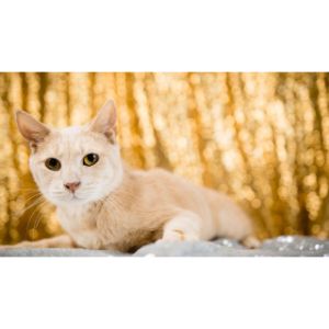 Second-Chance-Pet-Adoptions