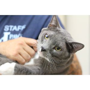 Second-Chance-for-Strays