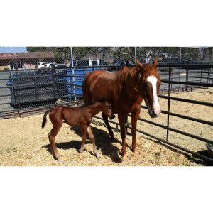 Second-Chances-Equine-Rescue