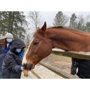 Serenity-Farm-Horse-Rescue