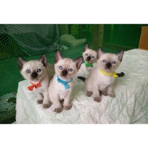 Siamese-Cat-Rescue-Center