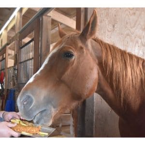 Society-for-Hooved-Animal-Rescue-and-Emergencies