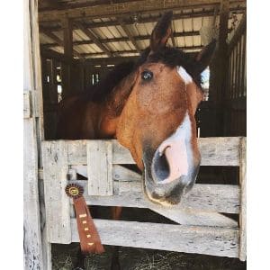 Sonoma-Equine-Rescue-Rehab-and-Adoption