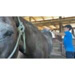South-Florida-Society-for-the-Prevention-of-Cruelty-to-Animals