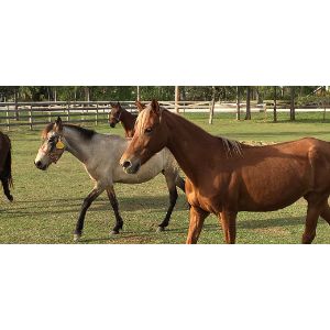 South-West-Florida-Horse-Rescue-Inc
