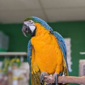 SouthWest-Exotic-Avian-Rescue