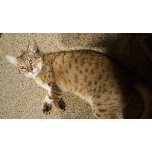 Southern-California-Bengal-Cat-Rescue
