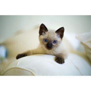 Southern-California-Siamese