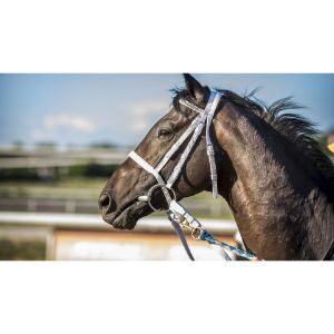 Southern-Maryland-Equine-Miracles