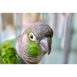 Southern-Nevada-Parrot-Rescue-and-Rehoming-Society