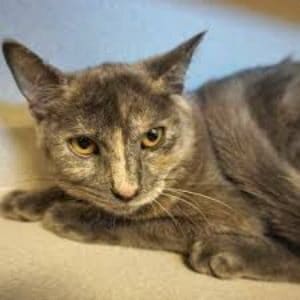 St.-Francis-Society-Animal-Rescue